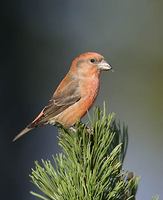 Red Crossbill (Loxia curvirostra) photo