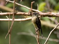 Black-capped Flycatcher - Empidonax atriceps