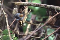 Rufous-tailed Tailorbird - Orthotomus sericeus
