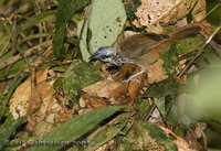 Chestnut-rumped Babbler - Stachyris maculata
