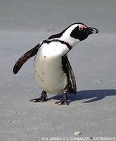 African Penguin - Spheniscus demersus