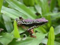 : Atelopus spumarius; Amazon Harlequin Frog
