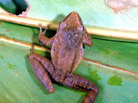 : Craugastor fitzingeri; Fitzinger's Leaf Litter Frog