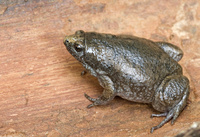 : Gastrophryne carolinensis; Eastern Narrow-mouthed Toad