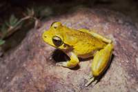 : Litoria lesueurii; Lesueur's Frog