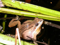 : Pseudacris feriarum kalmi; New Jersey Chorus Frog