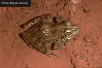 : Rana angolensis; Angola River Frog