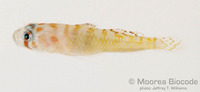: Priolepis ailina