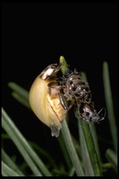 : Anatis rathvoni; Ladybird Beetle, Ladybug