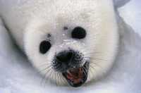 : Pagophilus groenlandicus; Harp Seal