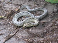 : Tachimenis elongata; Coast Snake;