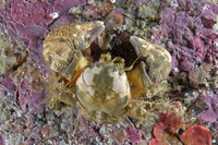 : Pachycheles rudis; Thickclaw Porcelain Crab
