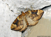 Eulithis populata - Northern Spinach