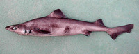 Centrophorus lusitanicus, Lowfin gulper shark: fisheries