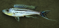 Benthochromis tricoti, : aquarium