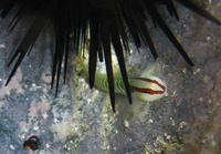 Elacatinus multifasciatus, Greenbanded goby: aquarium