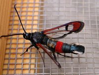Synanthedon formicaeformis - Red-tipped Clearwing