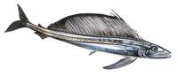 Image of: Alepisaurus ferox (longnose lancetfish)