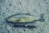 Image of: Oncorhynchus gilae (gila trout)