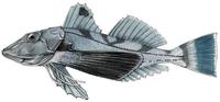Image of: Prionotus evolans (striped searobin)