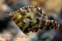 Acreichthys tomentosus - Bristle-tail File-fish