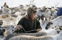 Photo: Nenets Herder