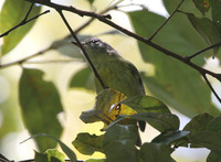 Island Leaf Warbler - Phylloscopus poliocephalus