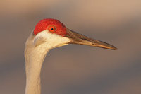 Sandhill Crane (Grus canadensis) photo