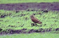 Marsh Owl - Asio capensis