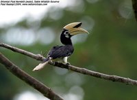 Oriental Pied-Hornbill - Anthracoceros albirostris