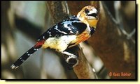Crested Barbet - Trachyphonus vaillantii