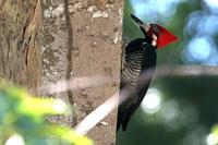 Crimson-crested  woodpecker   -   Campephilos  melanoleucos   -   Picchio  crestacremisi