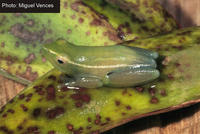 : Hyperolius nasutus; Long Reed Frog