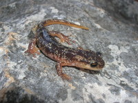 : Lyciasalamandra luschani finikensis; Lycian Salamander