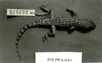 : Cyrtopodion montiumsalsorum; Salt Range Gecko