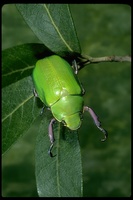 : Chrysina beyeri; Beyer's Scarab Beetle
