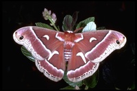 : Hyalophora euryalus; Ceanothus Silk Moth