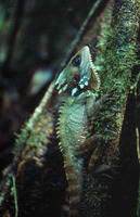: Hypsilurus boydii; Boyd's Forest Dragon