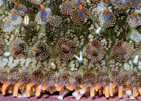 : Astrometis sertulifera; Fragile Rainbow Star