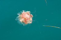 : Cyanea capillata; Lion's Mane Jellyfish