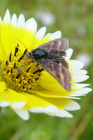 : Schinia pulchripennis; Common Flower Moth
