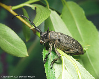 Lamia textor - Weaver Beetle