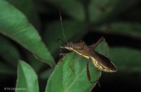Alydidae - Broad-headed Bugs