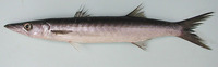 Sphyraena guachancho, Guachanche barracuda: fisheries