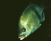 Rhacochilus toxotes, Rubberlip seaperch: fisheries, gamefish