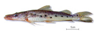 Hemisorubim platyrhynchos, Porthole shovelnose catfish: fisheries, aquarium