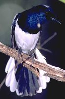 Madagascar Magpie-Robin - Copsychus albospecularis