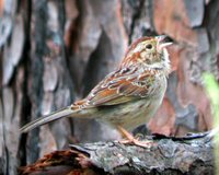 Bachman's Sparrow - Aimophila aestivalis