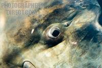 Close up of an Ocean Sunfish , Mola Mola stock photo