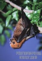 Close up of fruit bat hanging on a branch stock photo